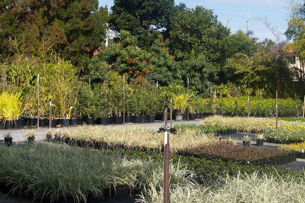 Diploma in Plant Nursery Making