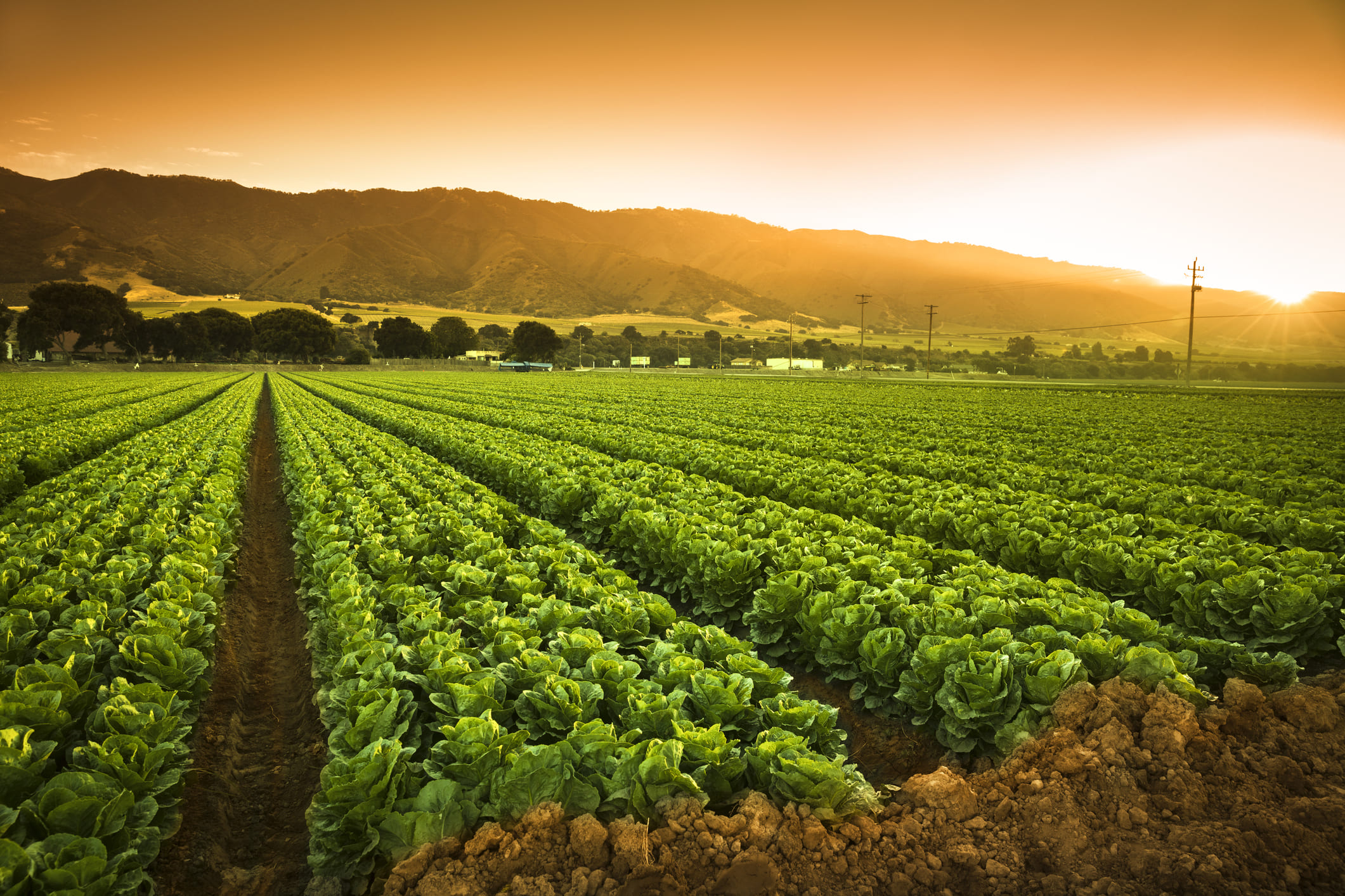 Diploma in Plant Protection and Pesticides Management
