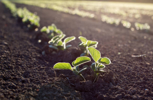 Diploma in Plant Protection Technician