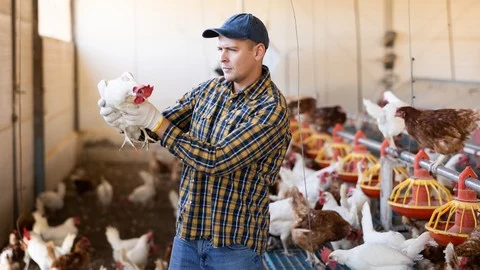 Diploma in Poultry Technology