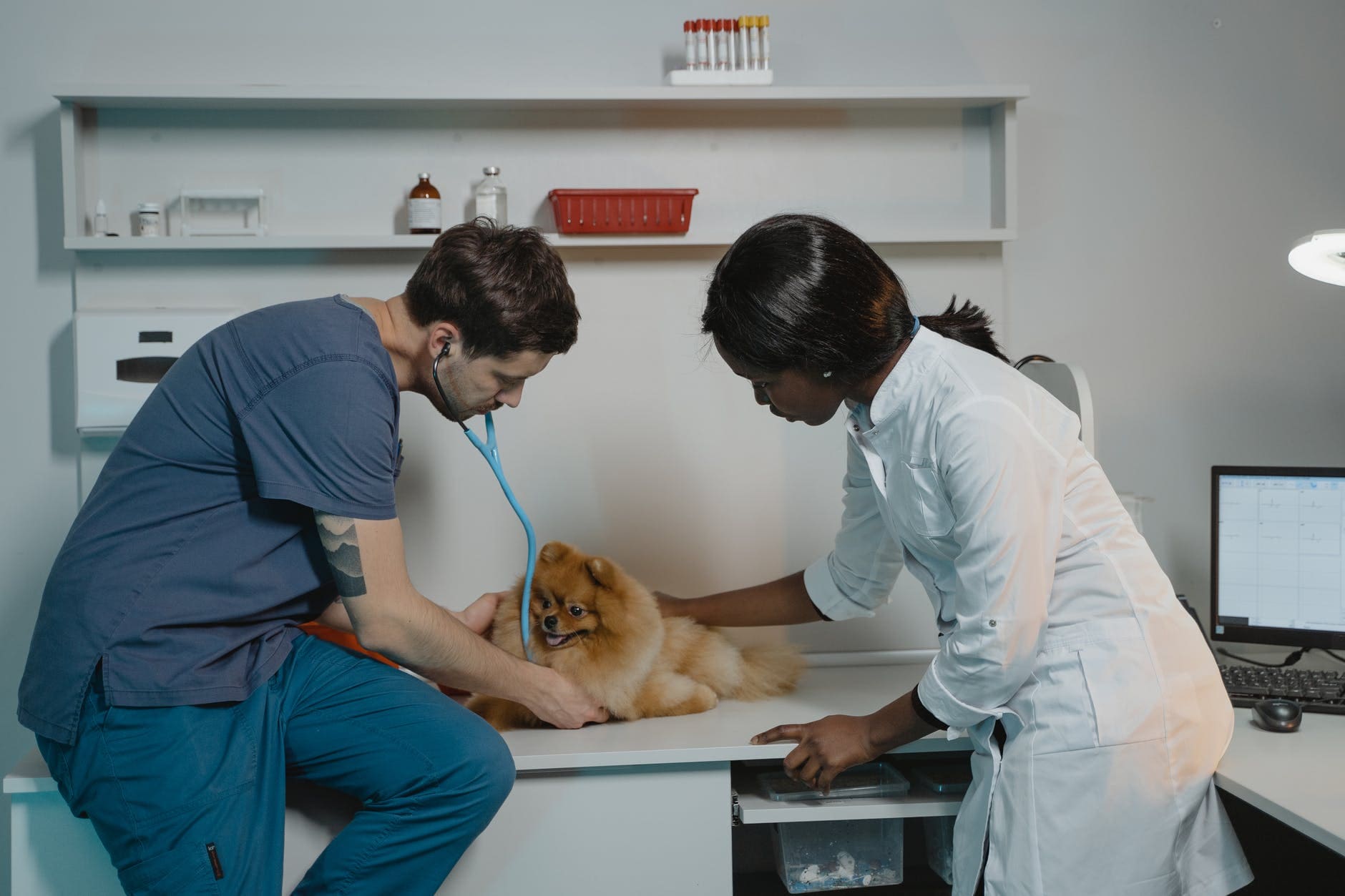 Diploma in veterinary